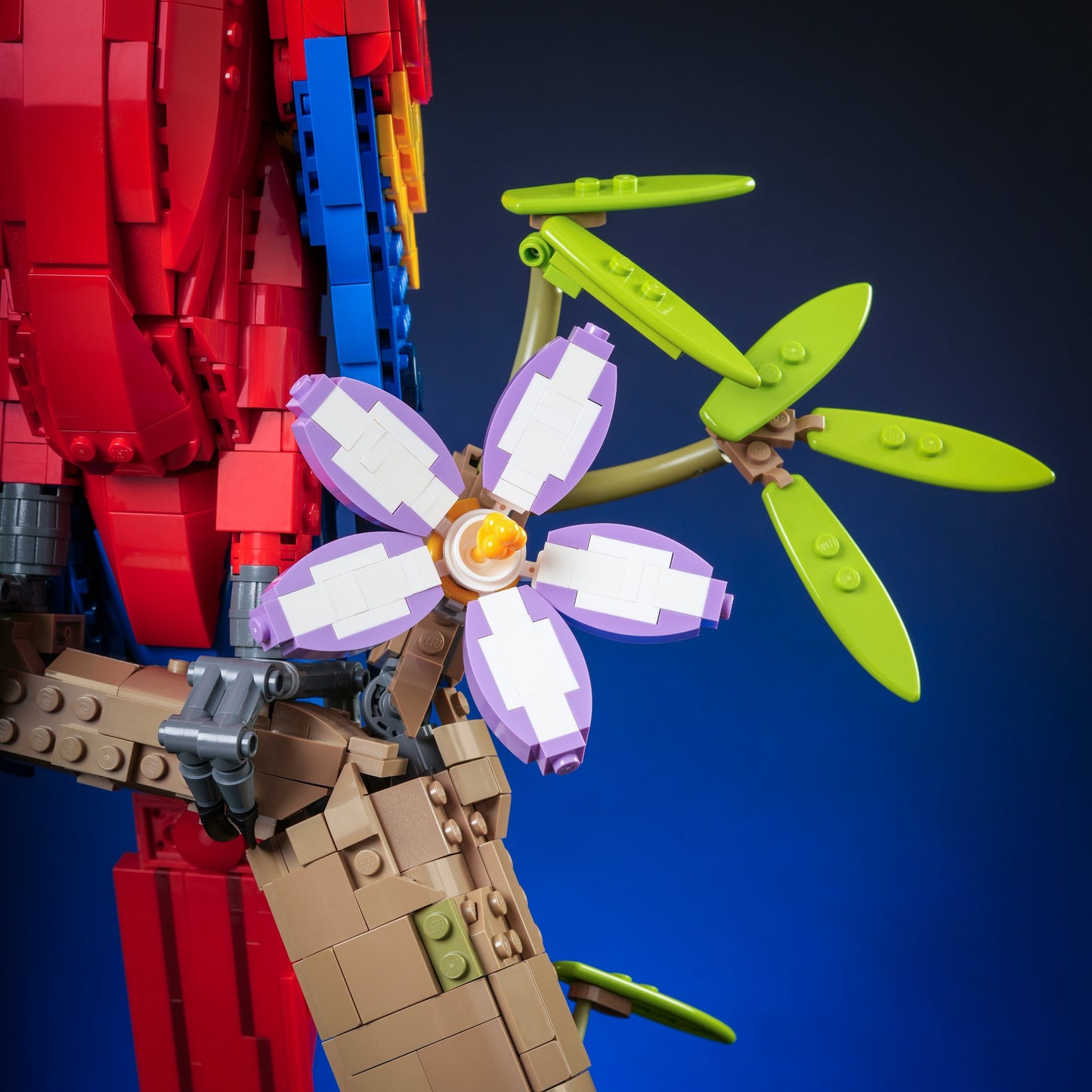 Scarlet Macaw